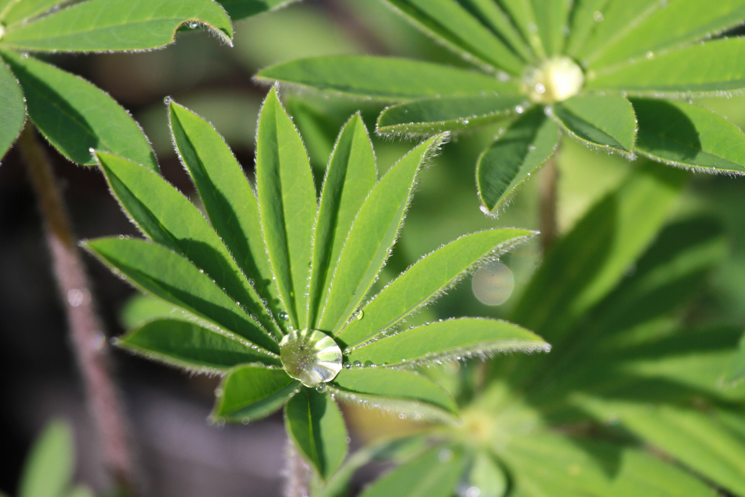 Samara Restoration Native Northern, Ca plants