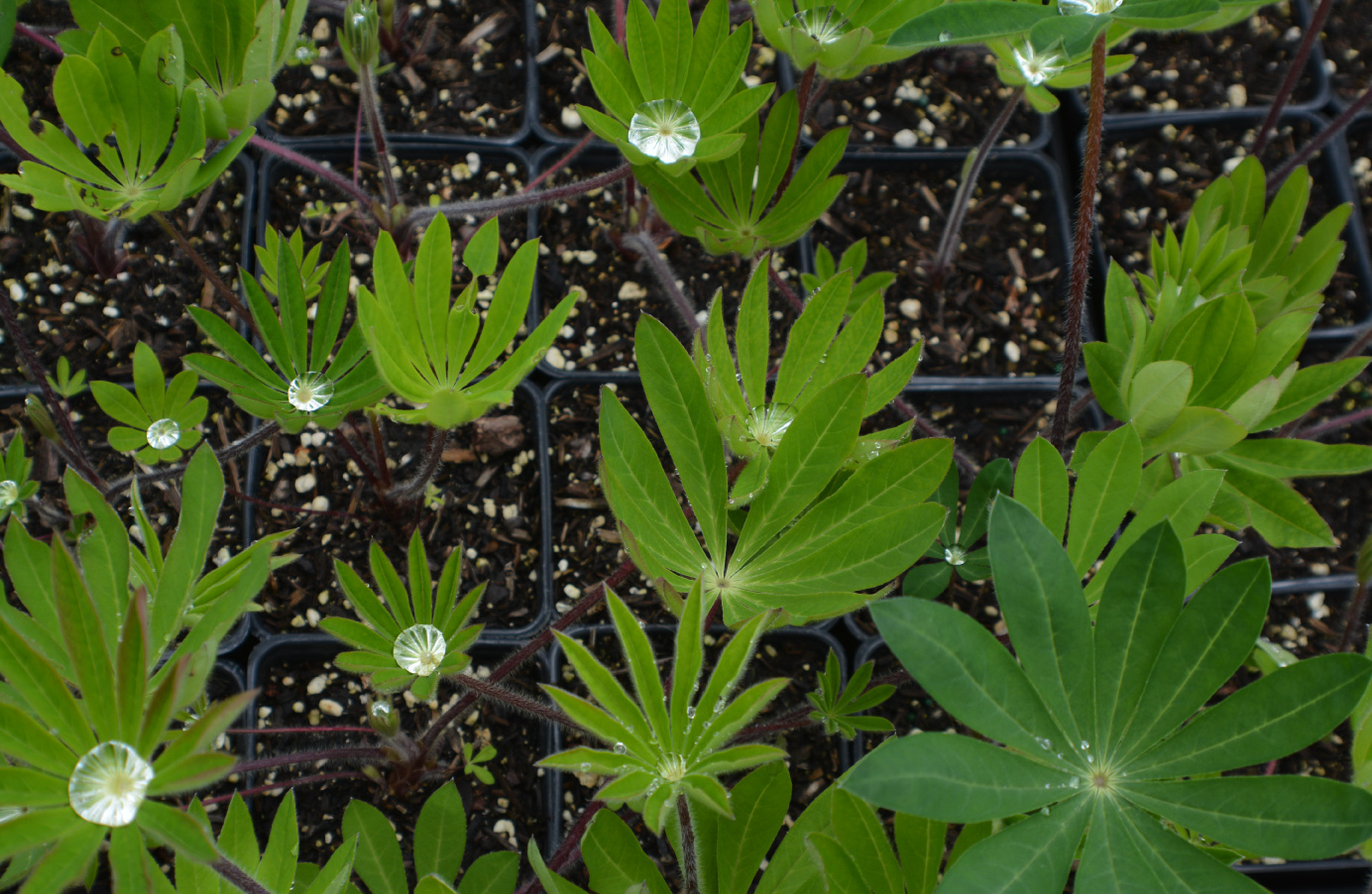 Samara Restoration Nursery