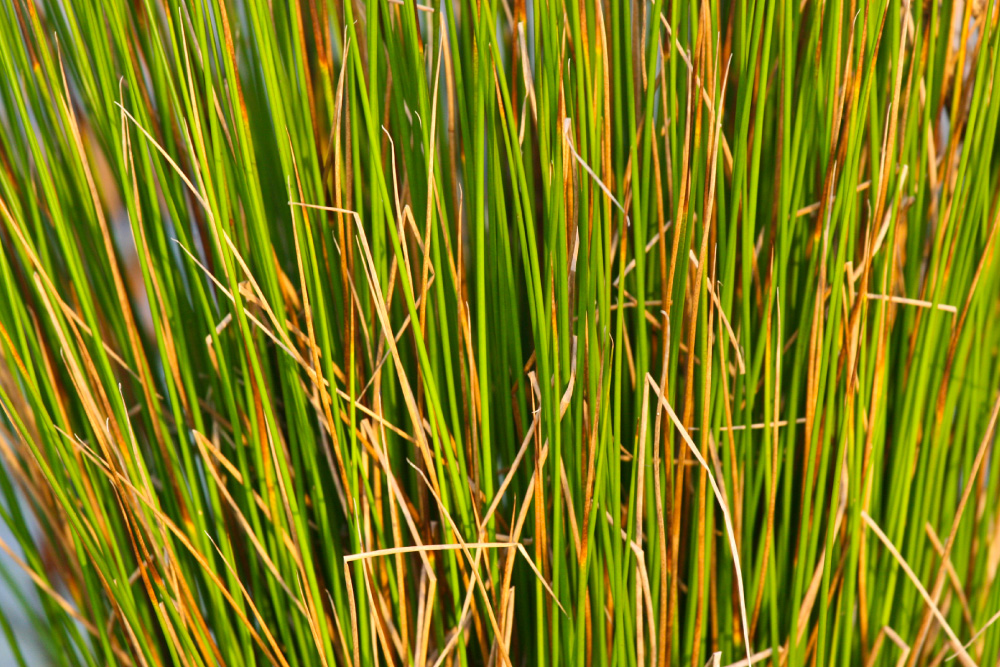 Samara Restoration Nursery Seed Collection