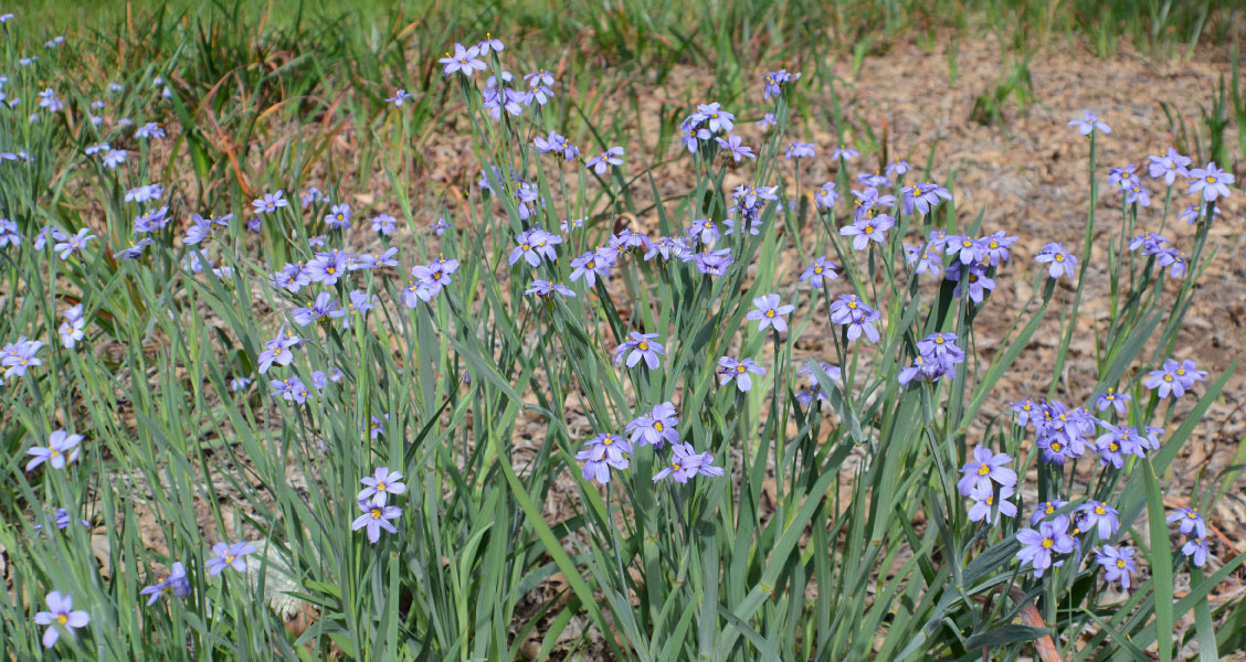 Samara Restoration Nursery Seed Collection