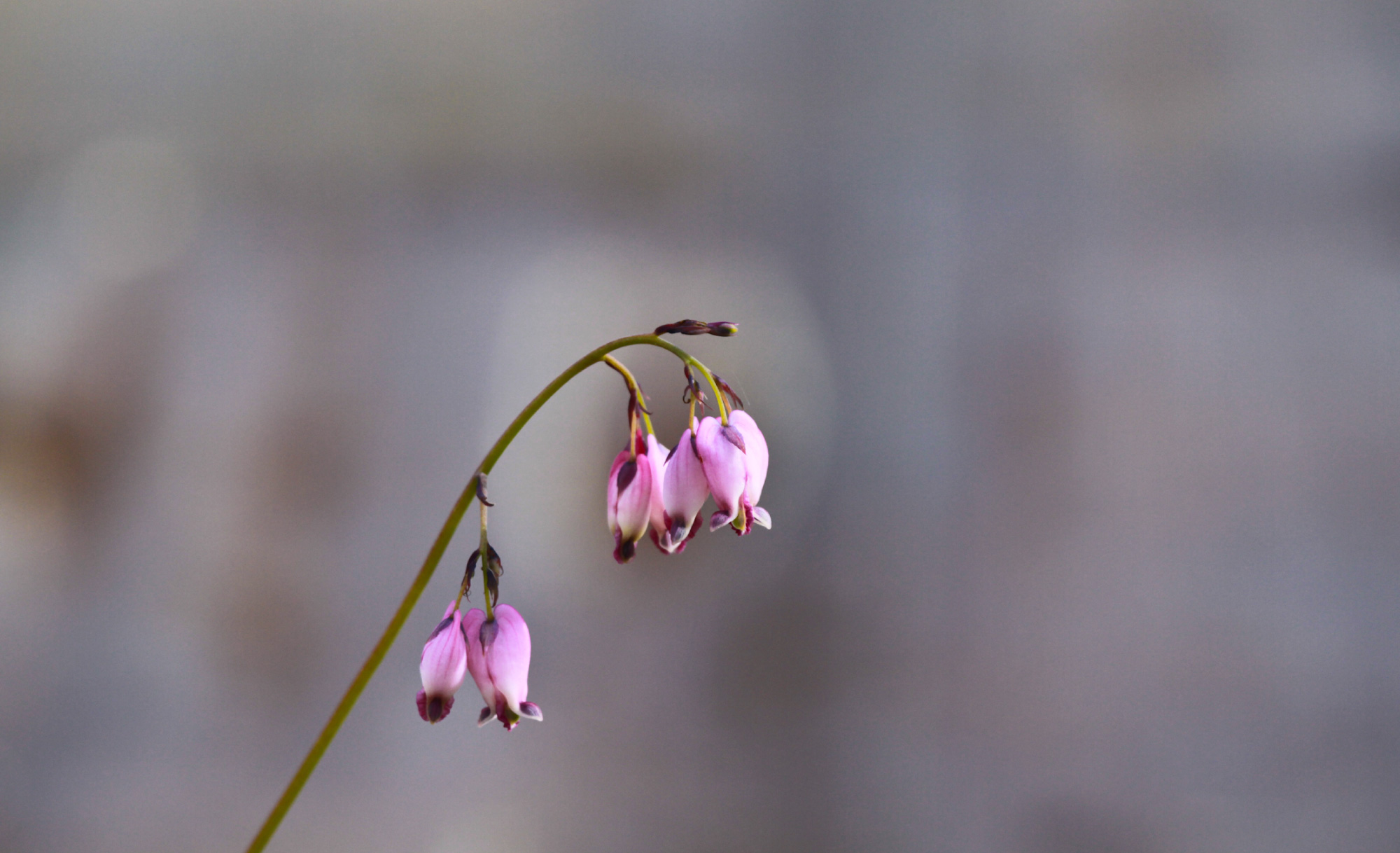 Native Northern California Plants