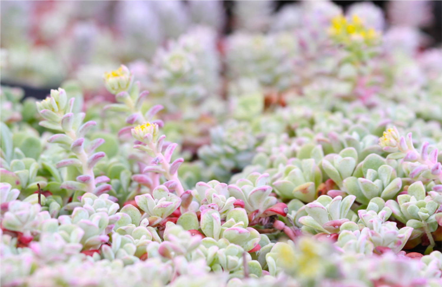 Samara Restoration Nursery Seed Collection