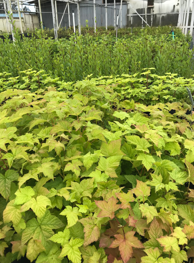 SamaraSamara Restoration Nursery Restoration Nursery Seed Collection